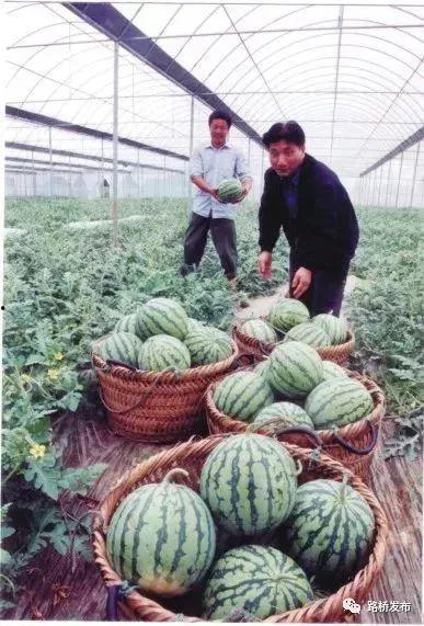 路桥吃瓜最新事件爆料,最新吃瓜事件揭秘，真相令人震惊！  第1张